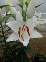 [4279 Seine Mak No102.JPG]